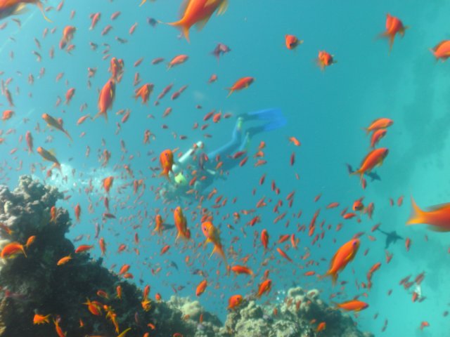 Clubsafari Hurghada 19.11.2017 bis 26.11.2017