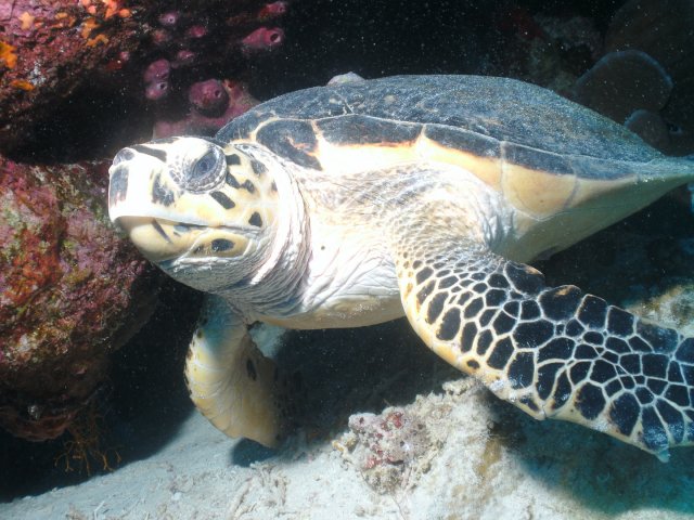 Clubsafari Hurghada 19.11.2017 bis 26.11.2017