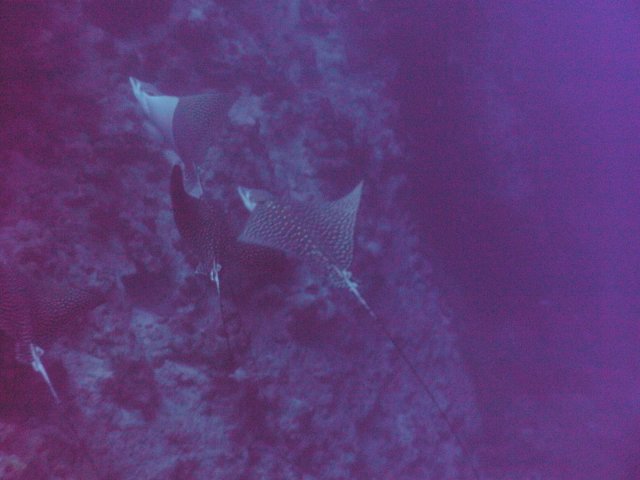 Clubsafari Hurghada 19.11.2017 bis 26.11.2017
