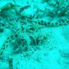 Clubsafari Hurghada 19.11.2017 bis 26.11.2017